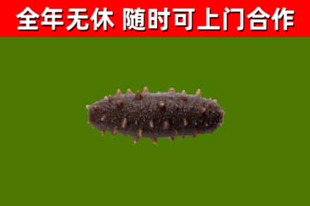玉树州烟酒回收干海参.jpg